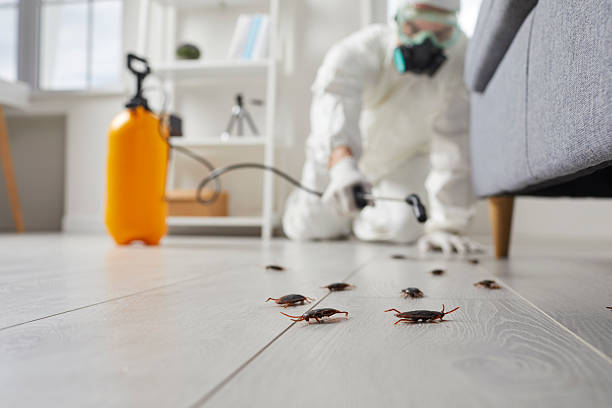 Affordable Termite Control solutions in Mount Morris, MI